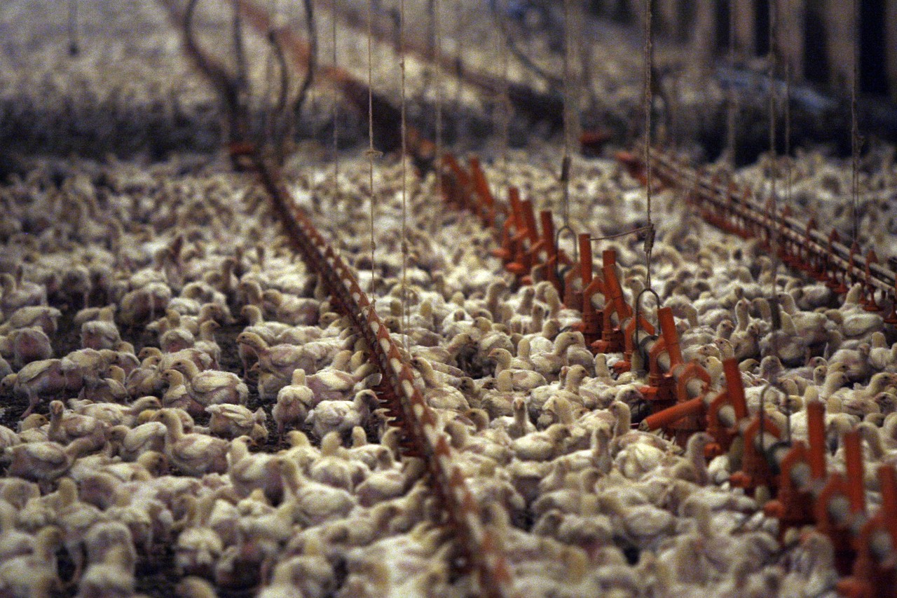 Pilgrim's Pride Sees Chicken Demand Outpacing Production - WSJ