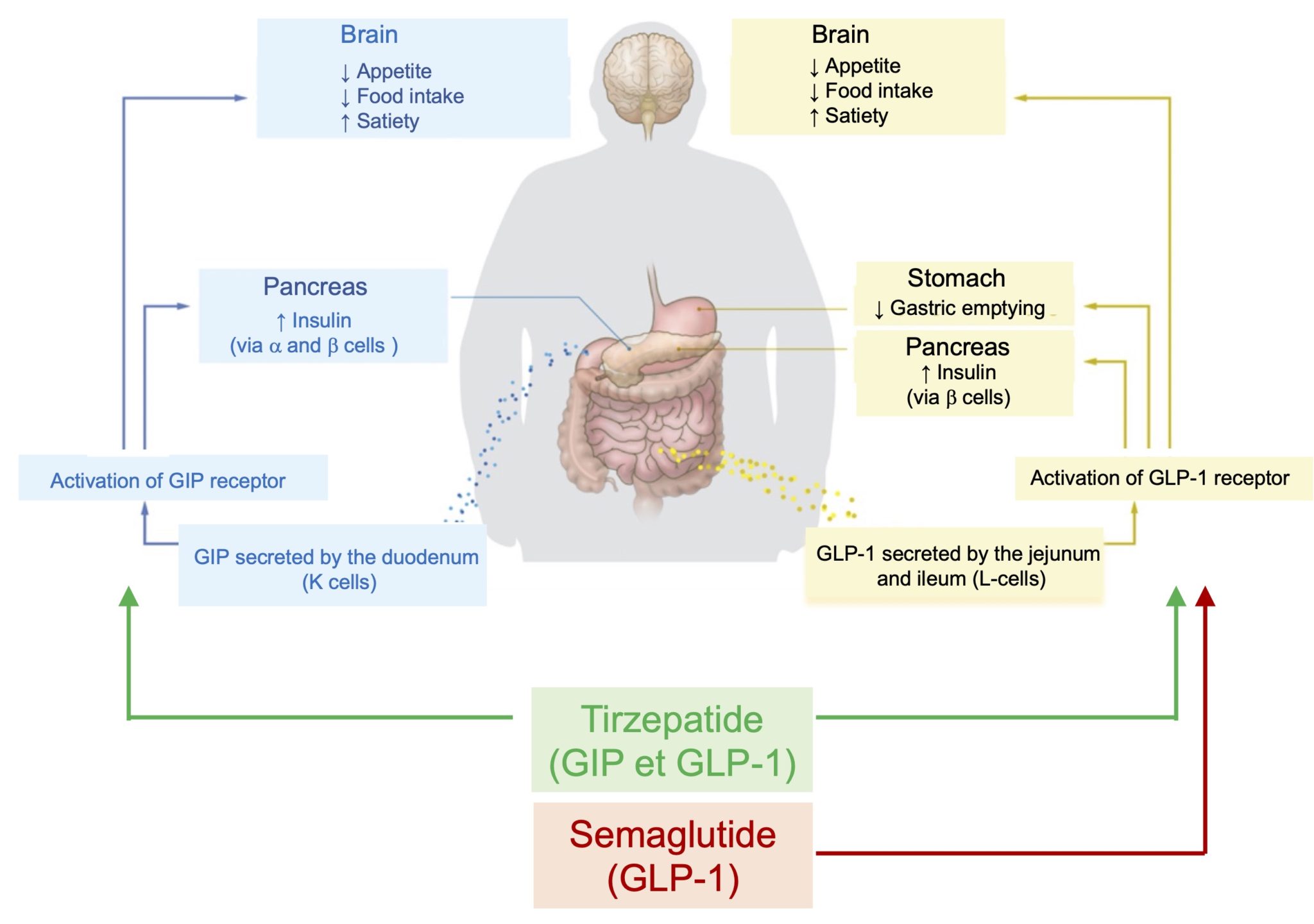 Ozempic® (semaglutide) and Mounjaro™ (tirzepatide), a major ...