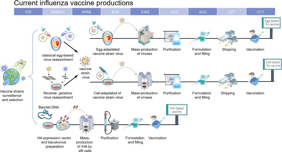 Getting a Grip on Influenza: The Pursuit of a Universal Vaccine (Part 2 ...