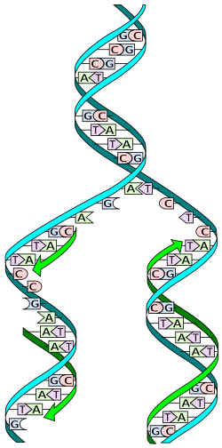 DNA replication - Wikipedia