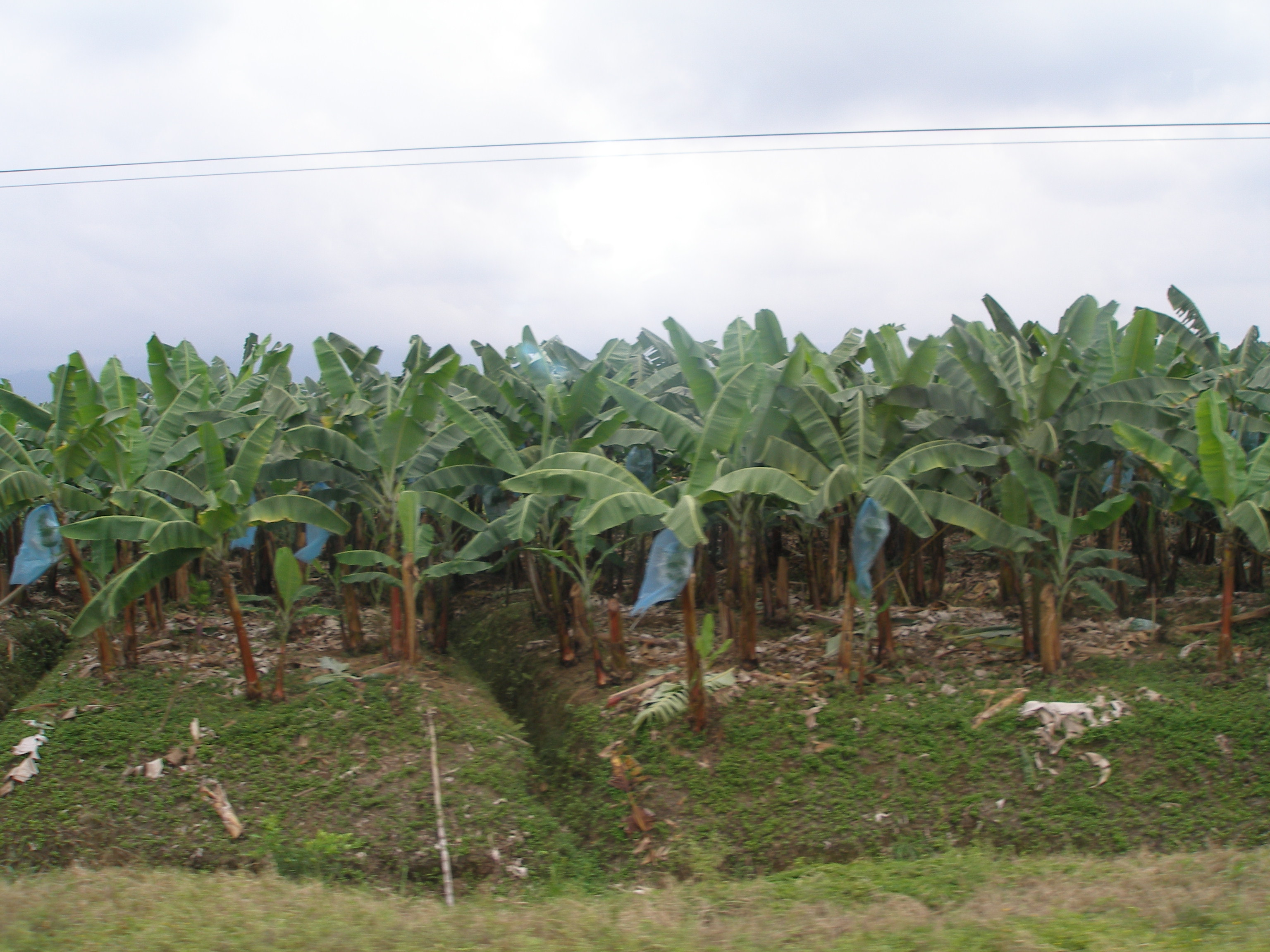 Banana production in Ecuador - Wikipedia
