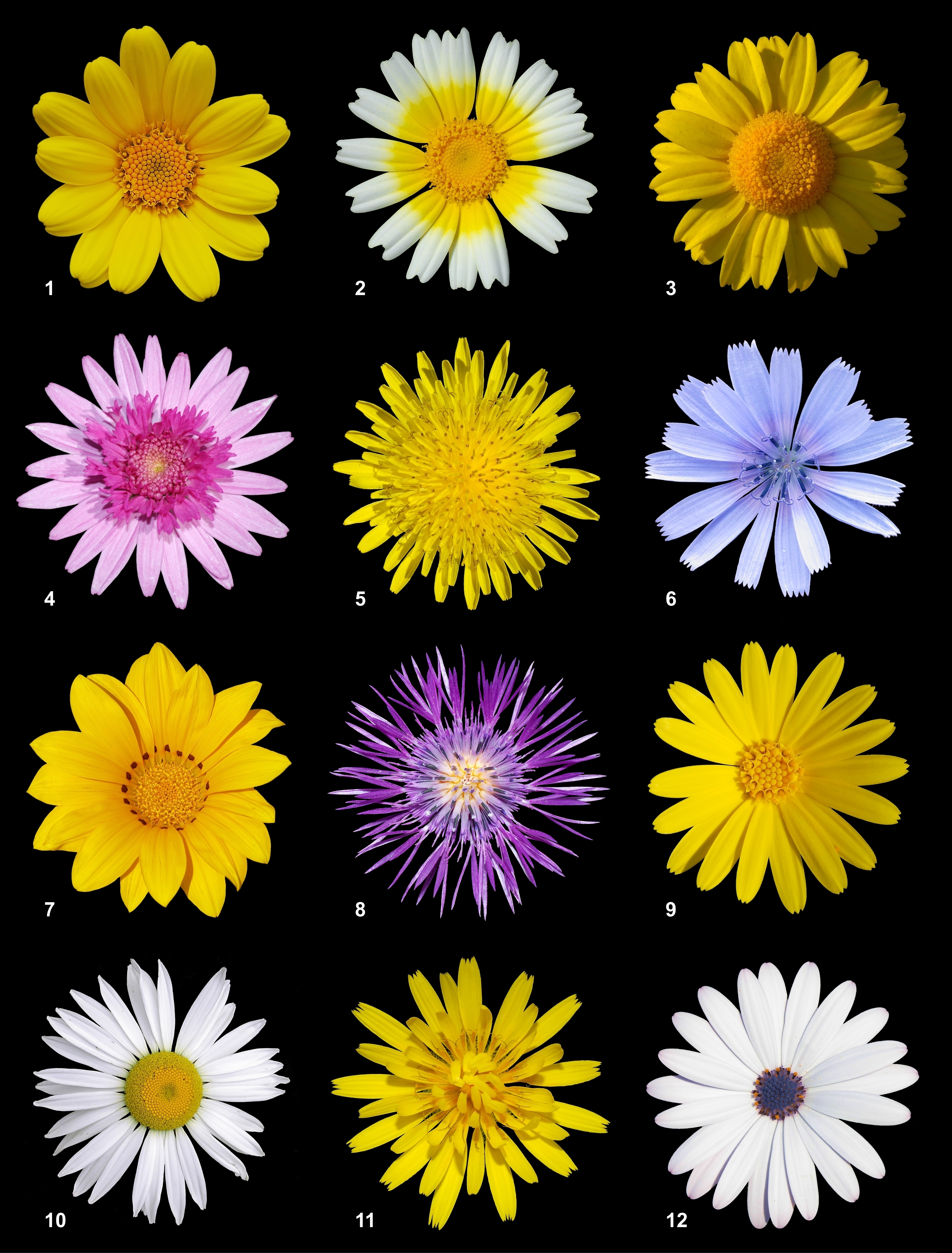 Asteraceae - Wikipedia