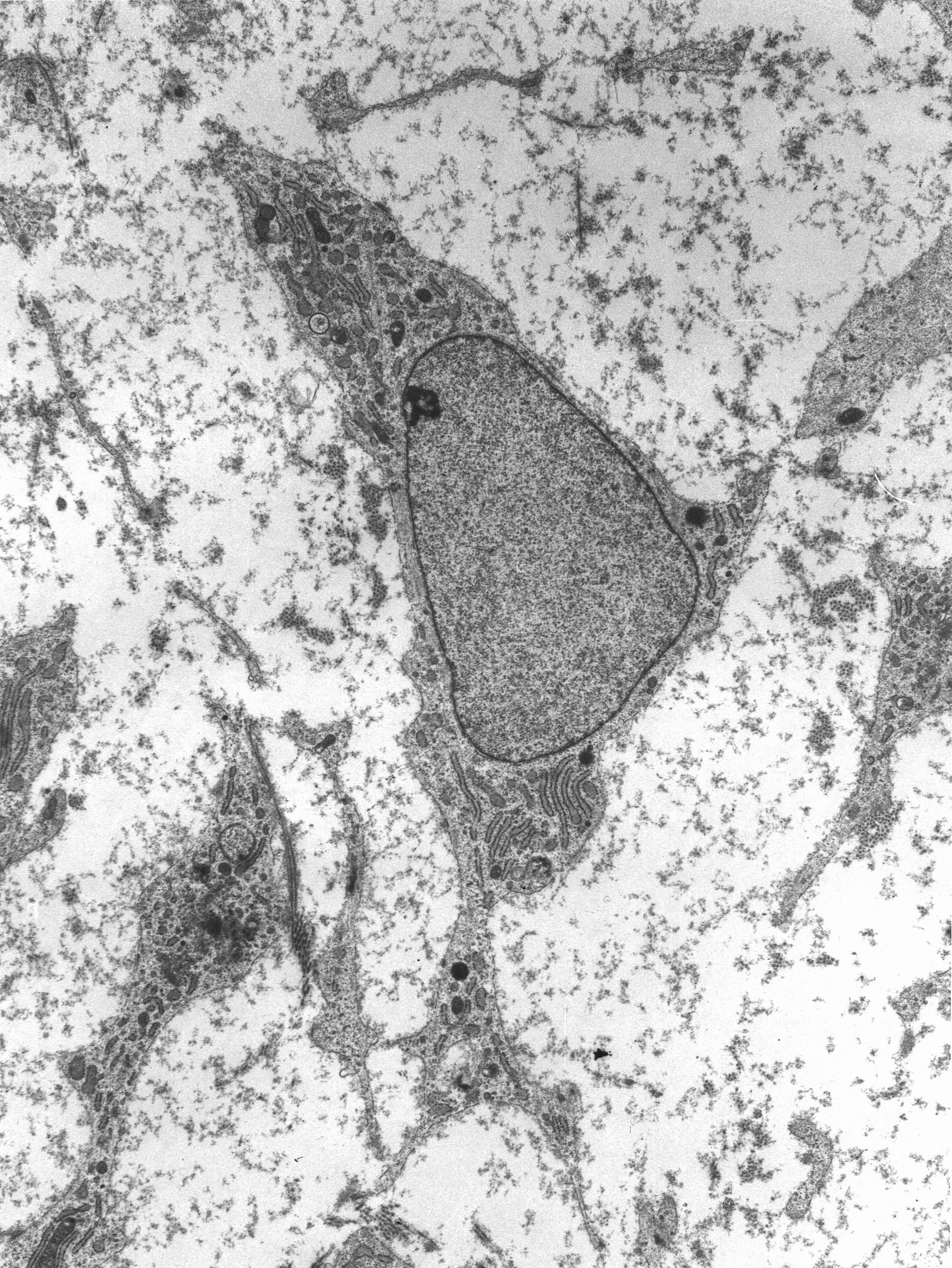 Stem cell - Wikipedia