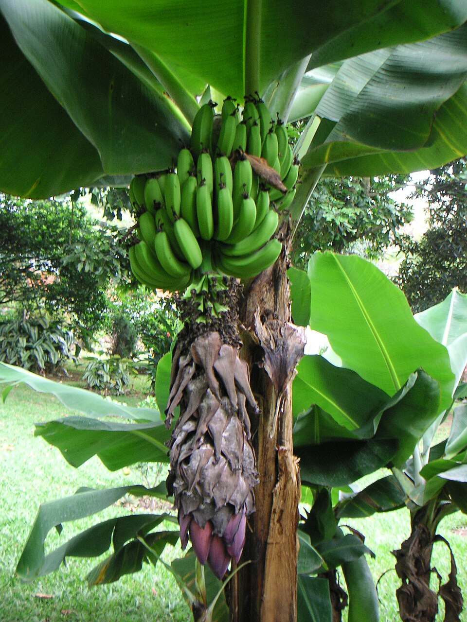 Banana production in Honduras - Wikipedia