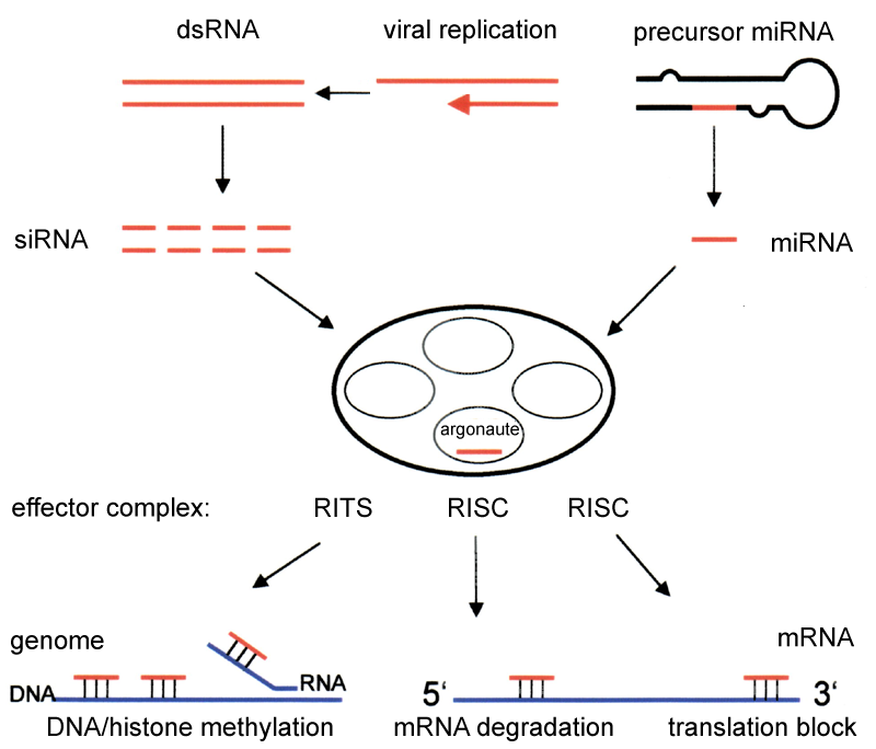 siRNA - Wikipedie
