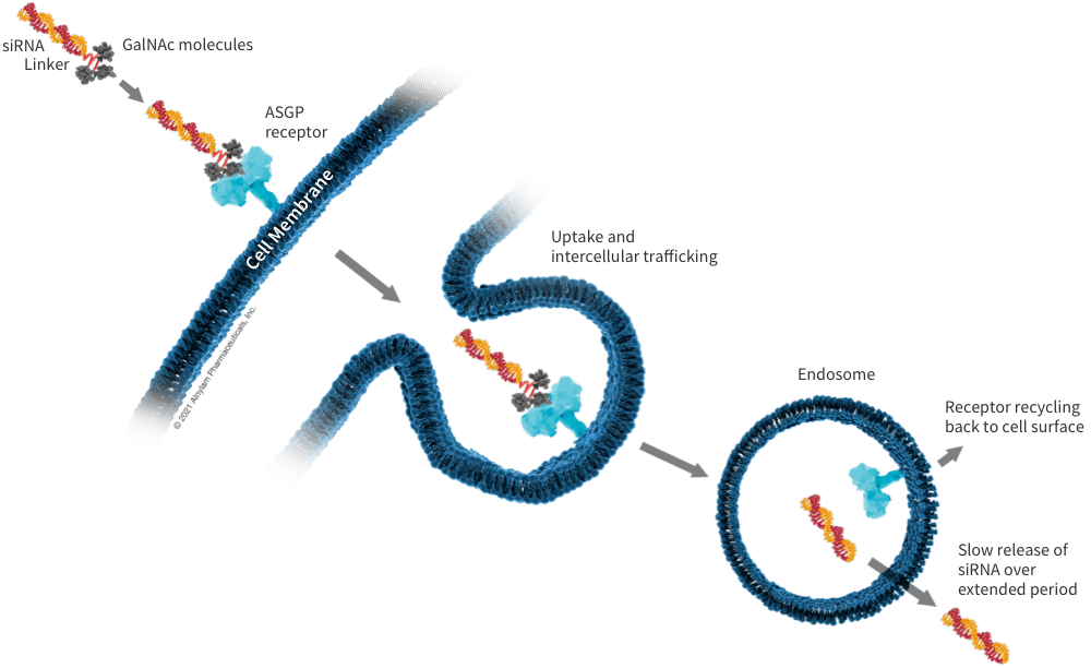 siRNA Delivery: GalNAc Conjugates and LNPs