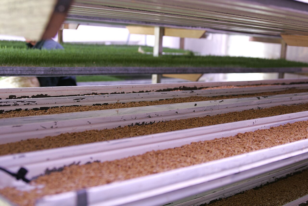 Fodder - Wikipedia