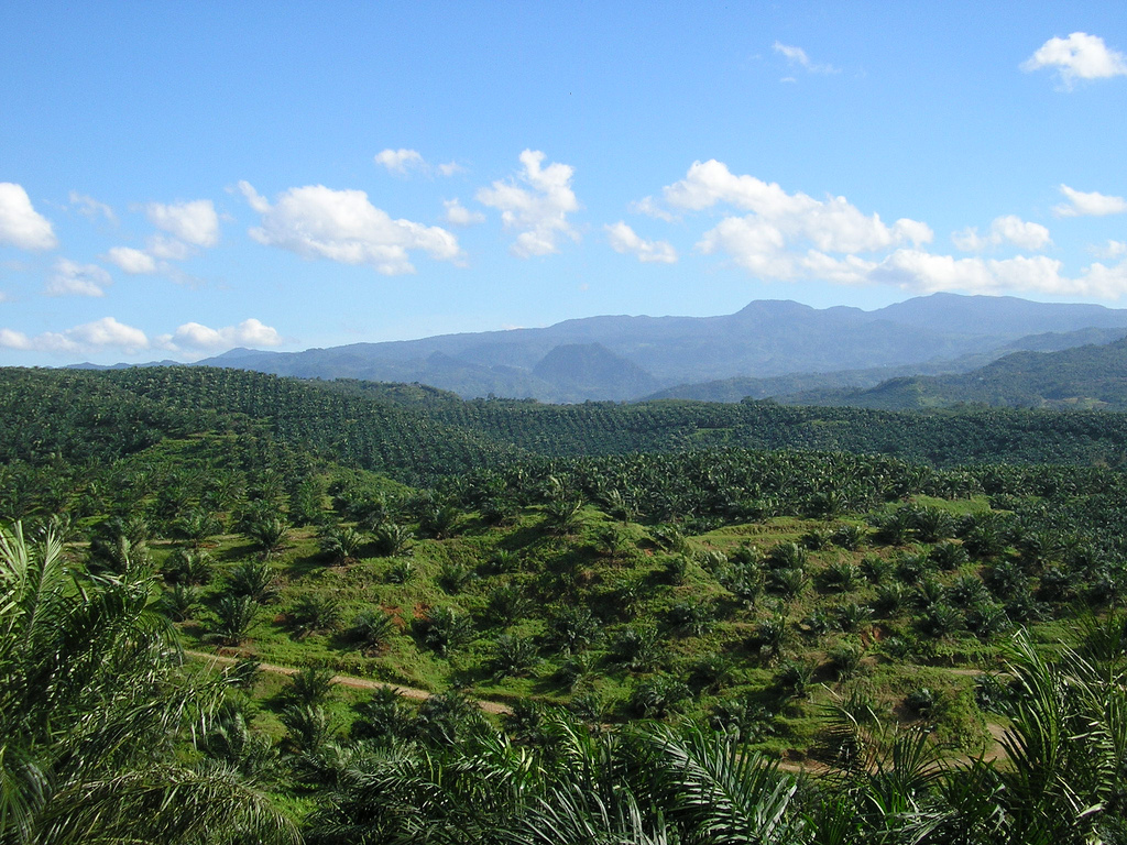 Palm oil production in Indonesia - Wikipedia